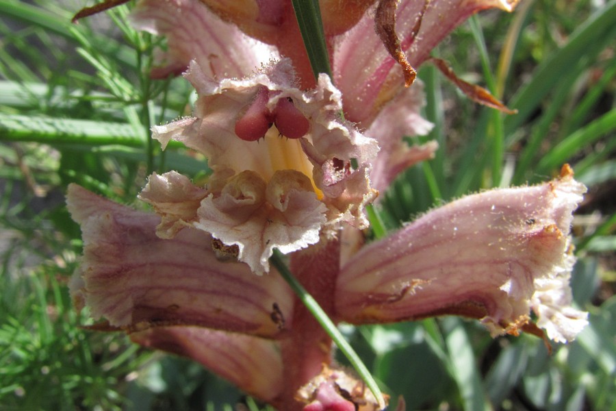 Image of Orobanche crenata specimen.