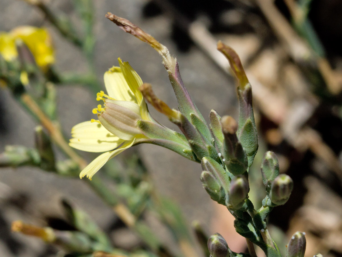 Image of Scariola alpestris specimen.