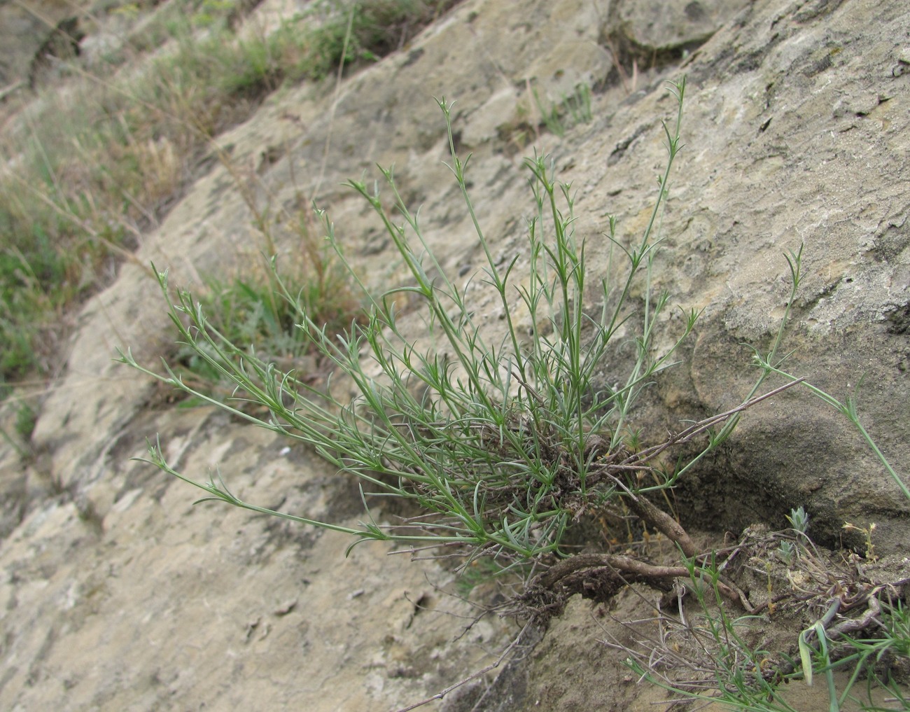 Image of genus Asperula specimen.