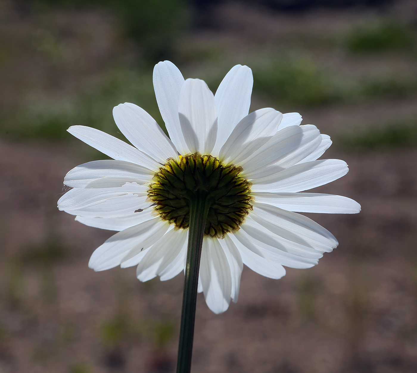 Image of Leucanthemum vulgare specimen.