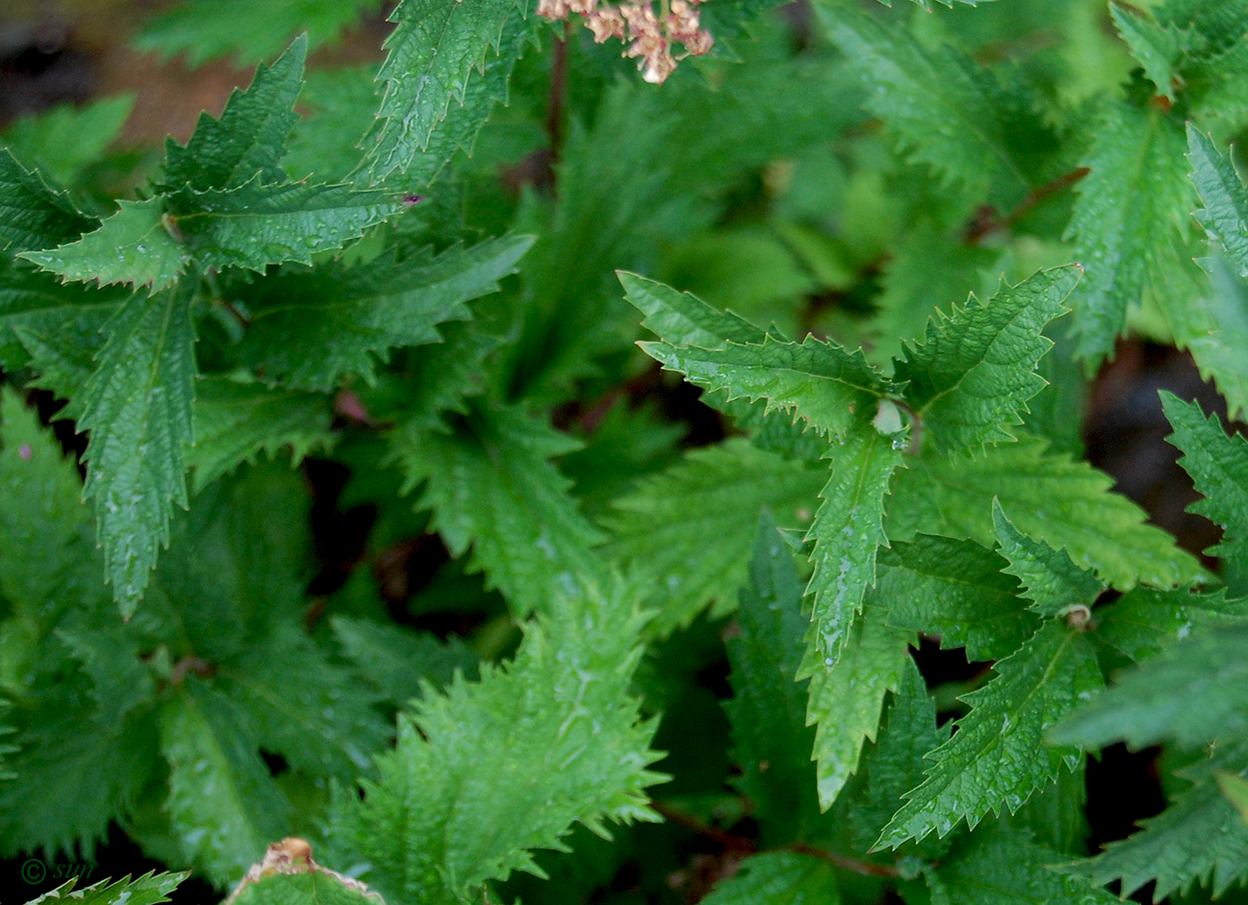 Image of Spiraea japonica specimen.