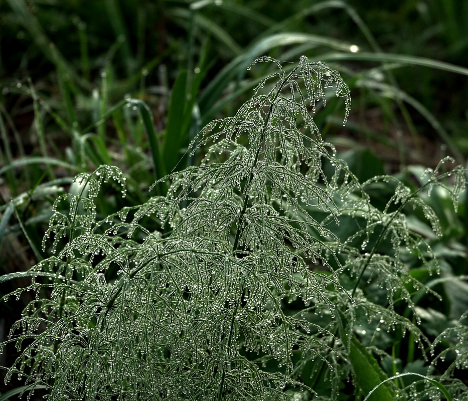 Image of Equisetum sylvaticum specimen.