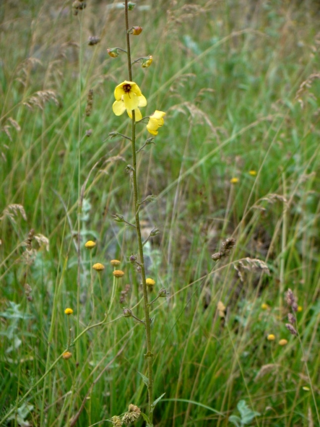 Image of Verbascum flavidum specimen.