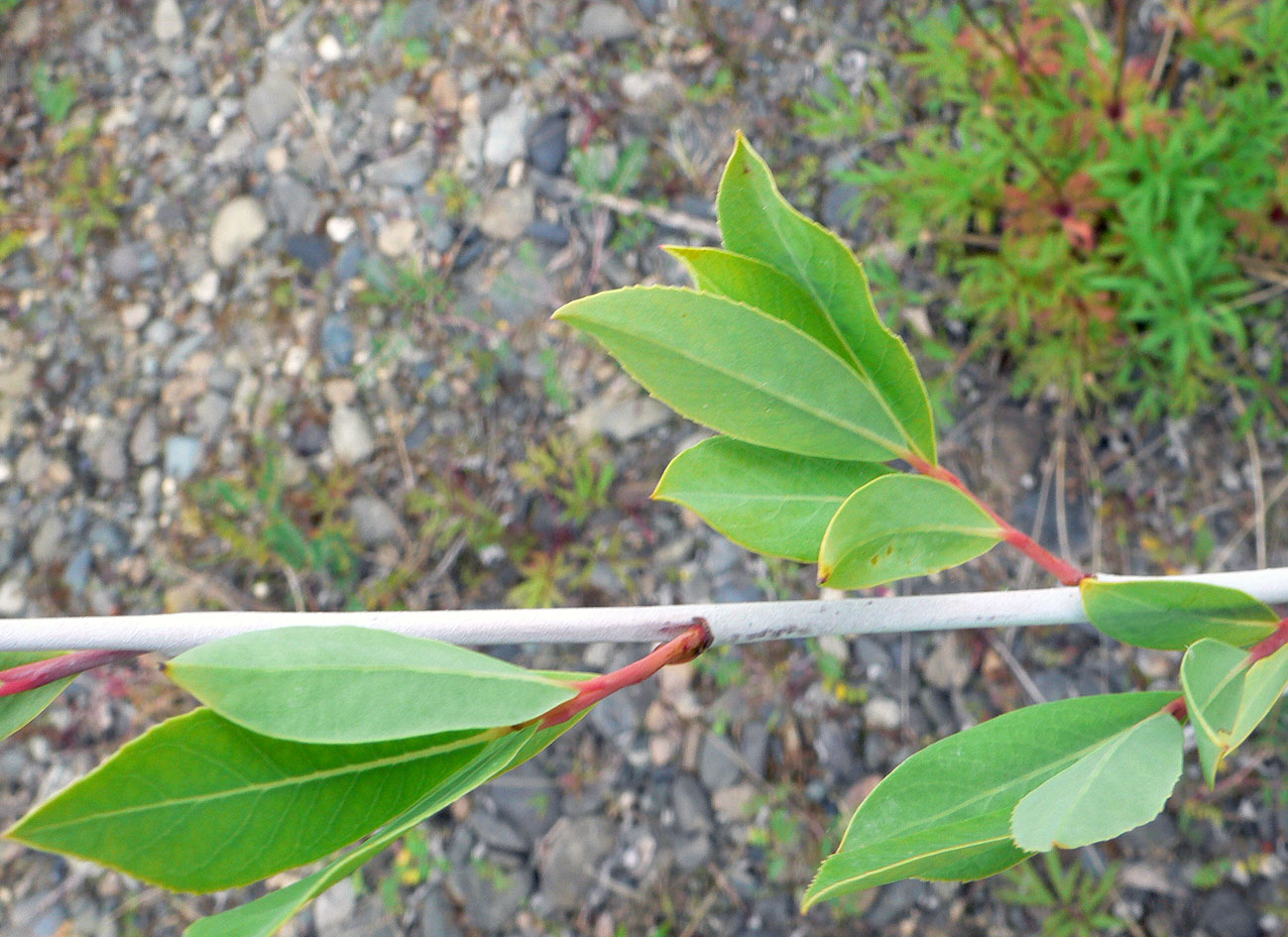 Изображение особи Chosenia arbutifolia.