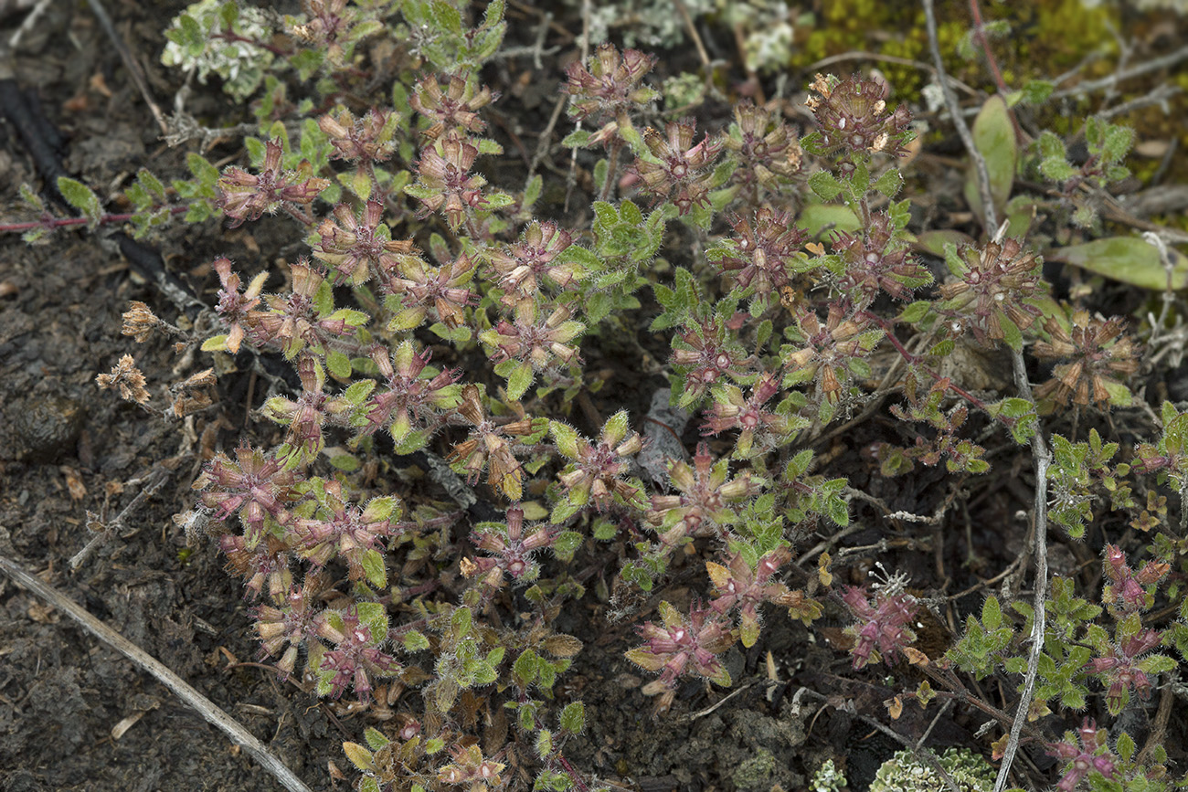 Изображение особи Thymus schischkinii.