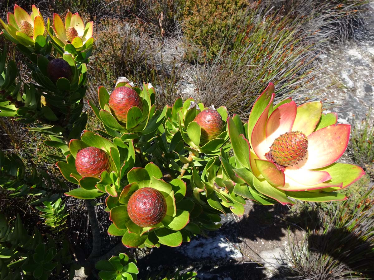 Image of Leucadendron strobilinum specimen.