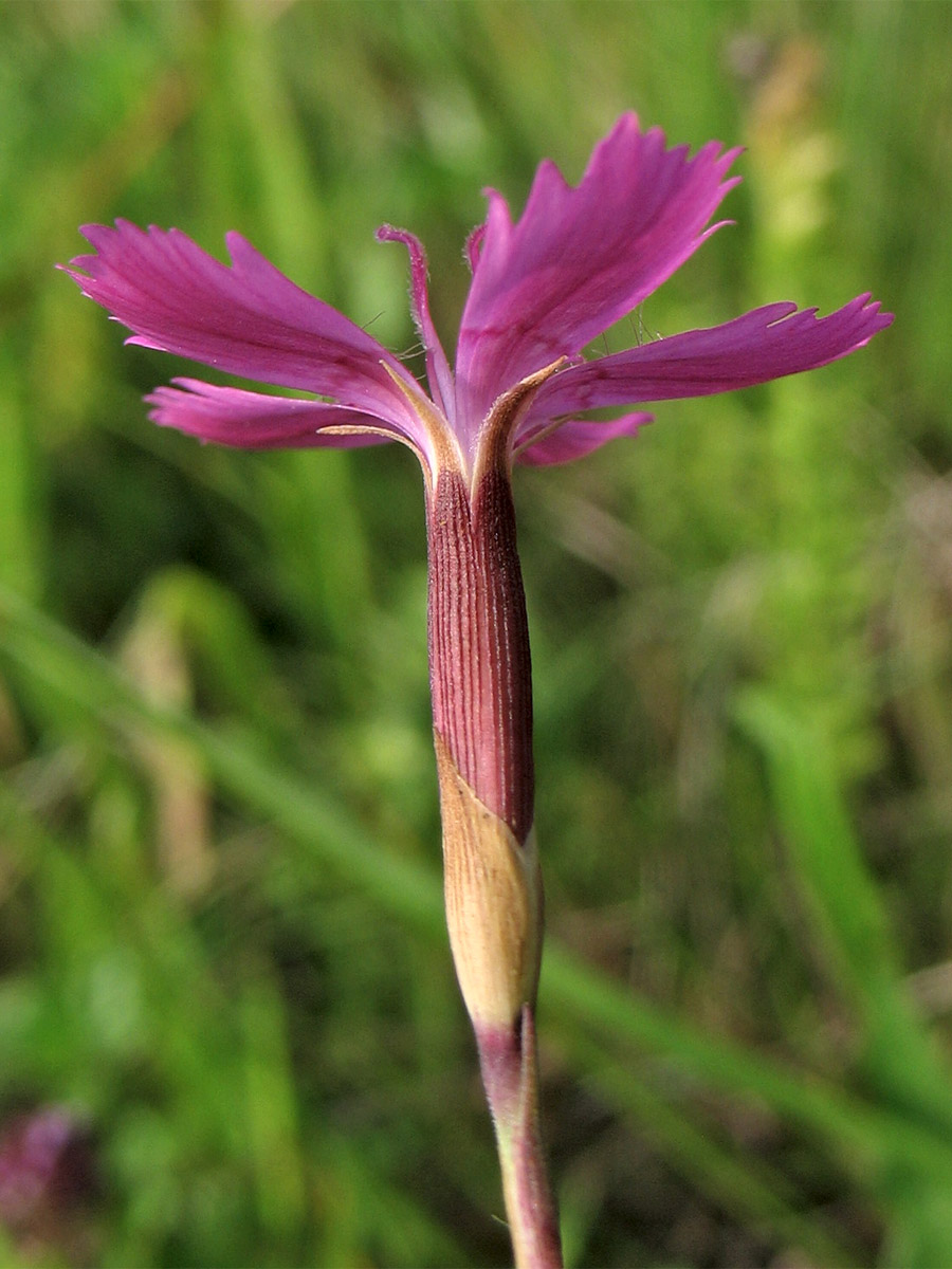 Изображение особи Dianthus deltoides.