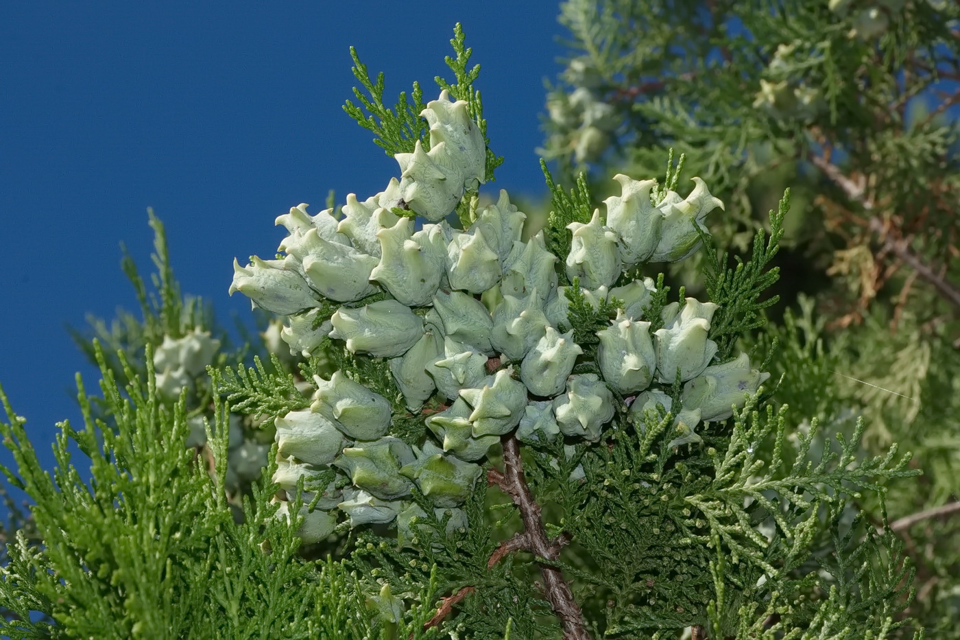 Изображение особи Platycladus orientalis.