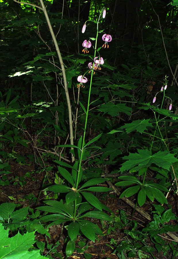 Изображение особи Lilium martagon.