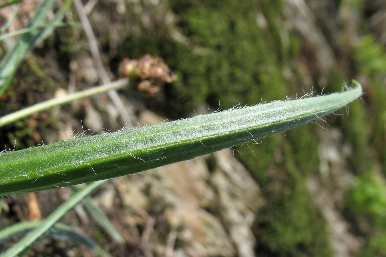 Изображение особи Plantago atrata ssp. carpathica.