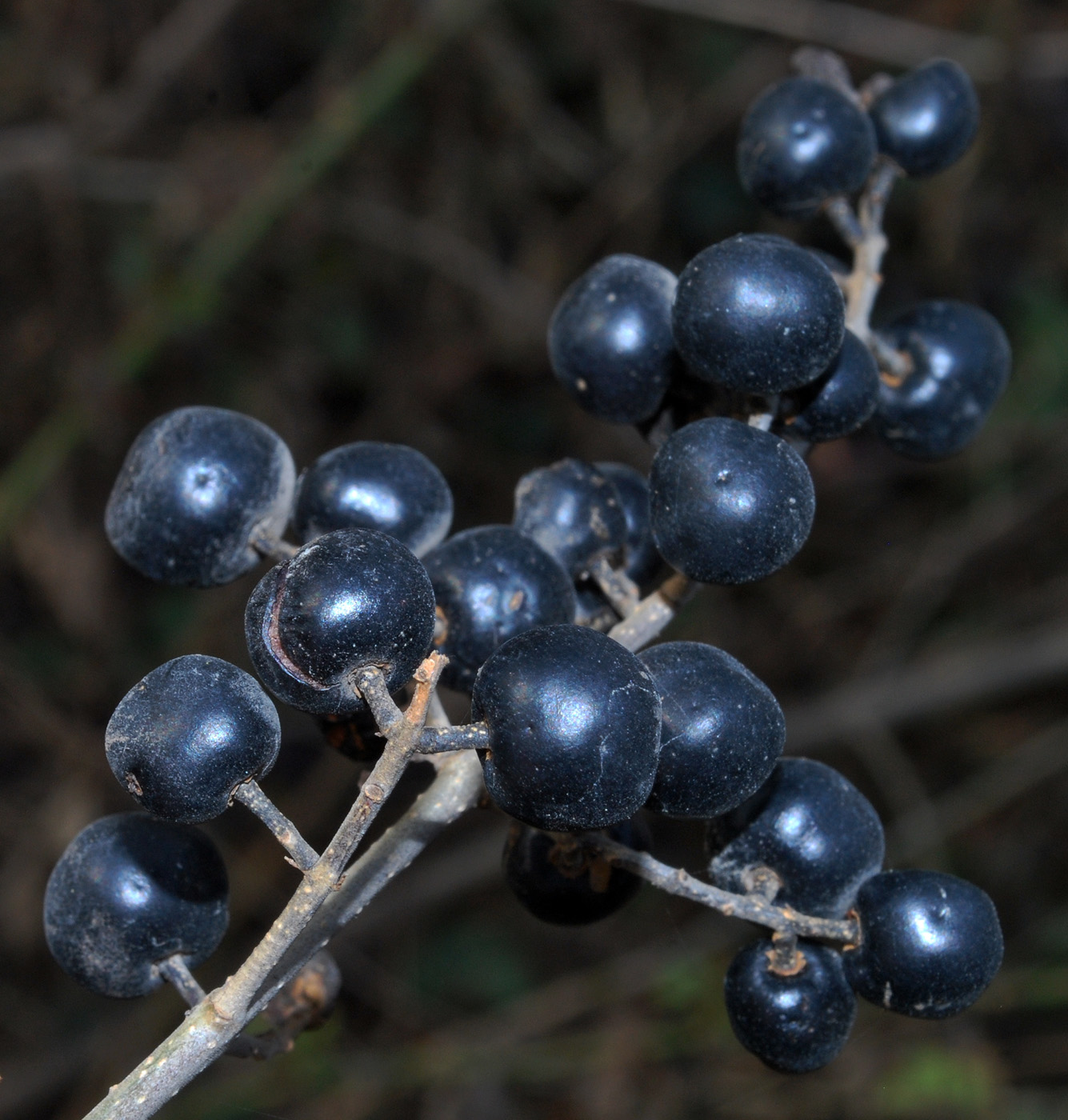 Image of Ligustrum vulgare specimen.