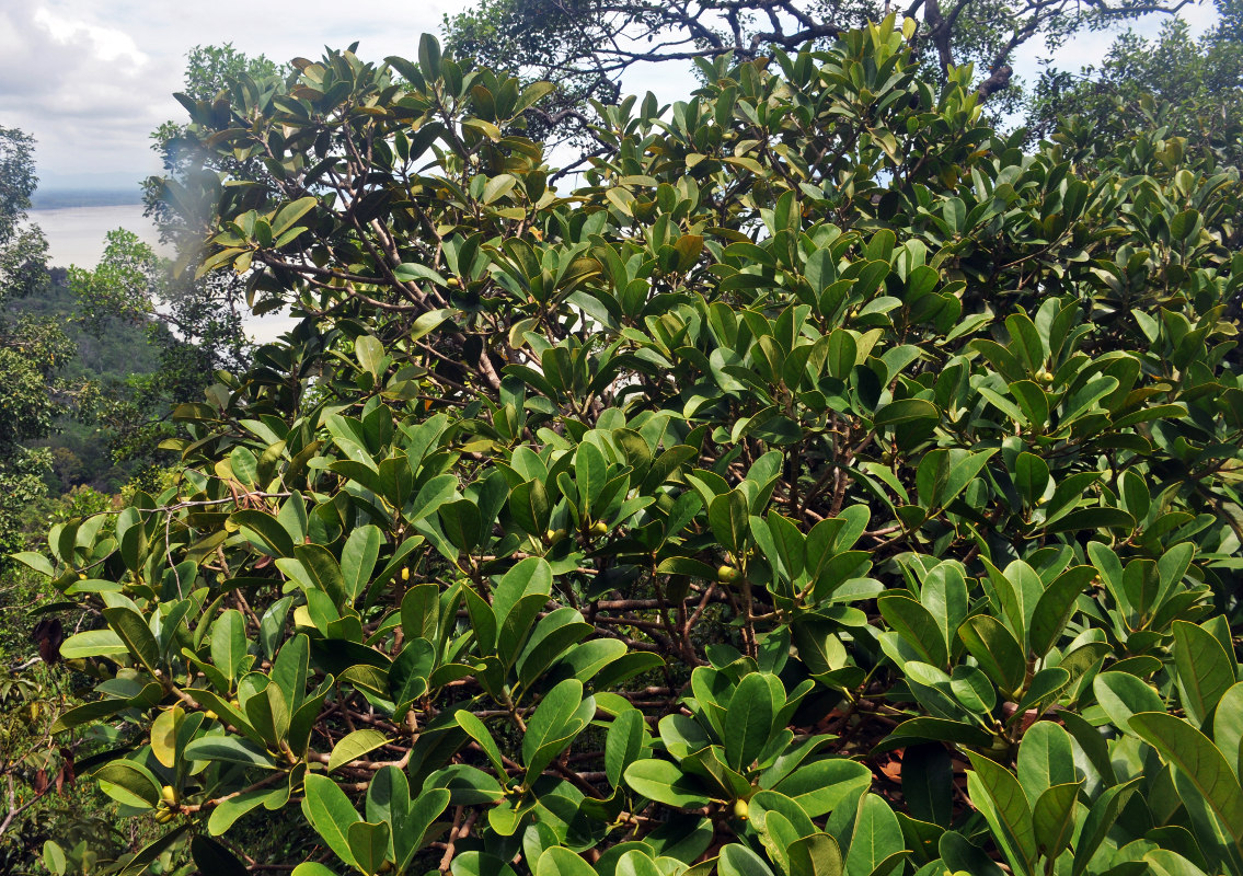 Изображение особи Ficus xylophylla.