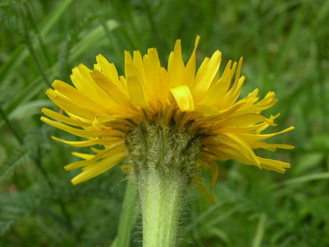 Image of Trommsdorffia uniflora specimen.