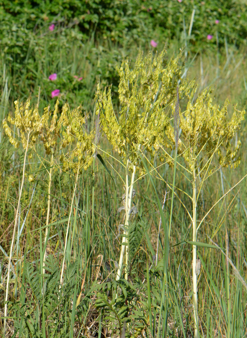 Image of Isatis tinctoria specimen.