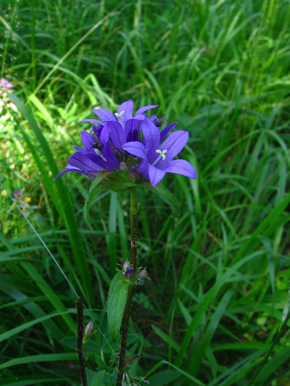 Image of Campanula glomerata specimen.