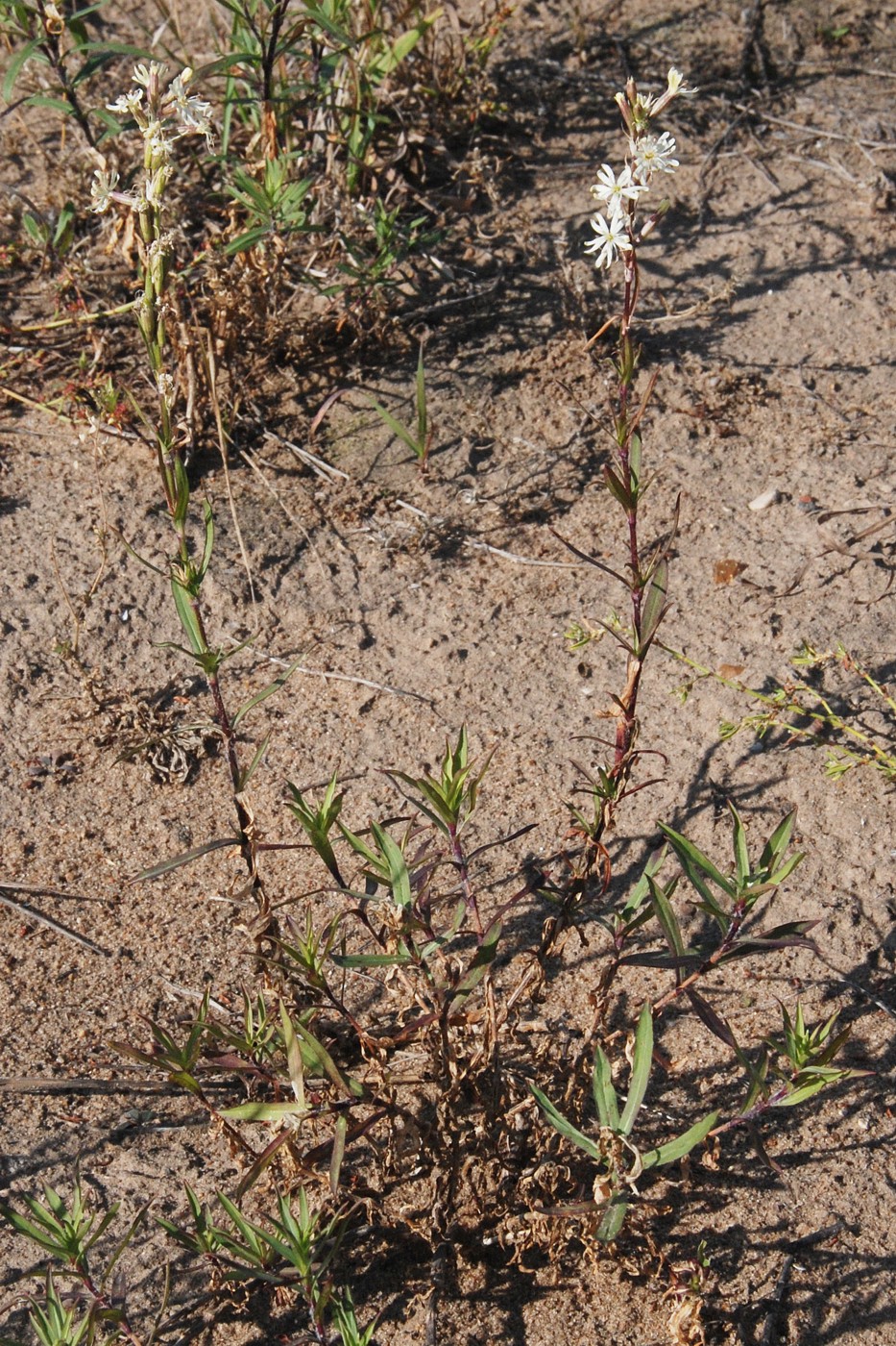 Image of Silene tatarica specimen.