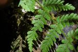 Woodsia caucasica