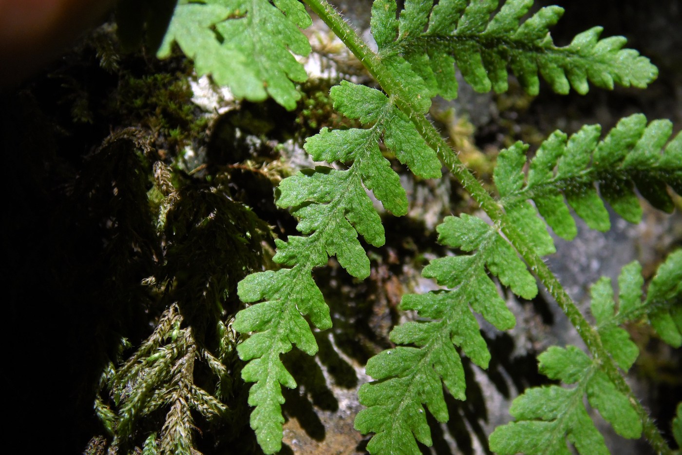 Изображение особи Woodsia caucasica.