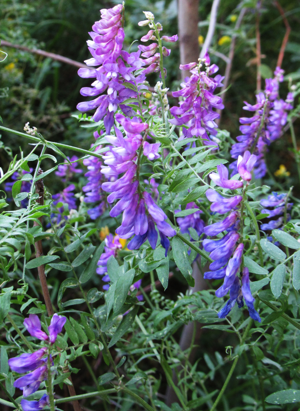 Image of Vicia tenuifolia specimen.