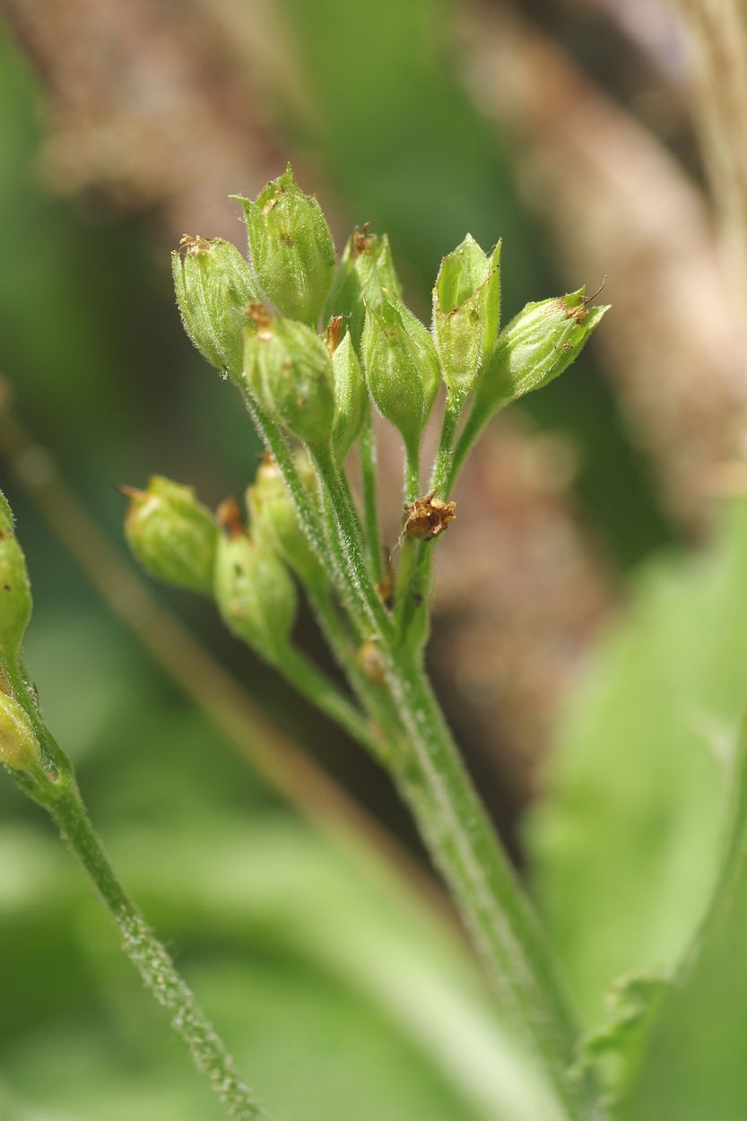 Image of Primula elatior specimen.