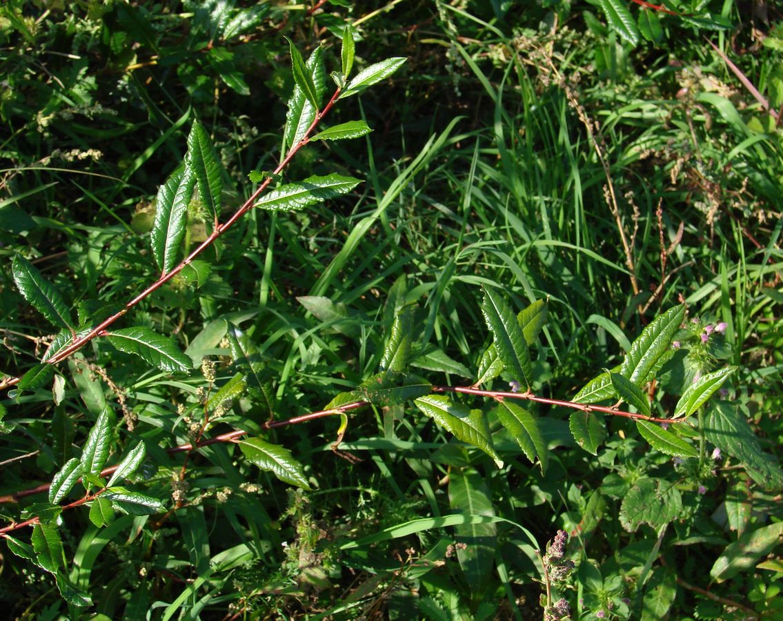 Image of genus Salix specimen.