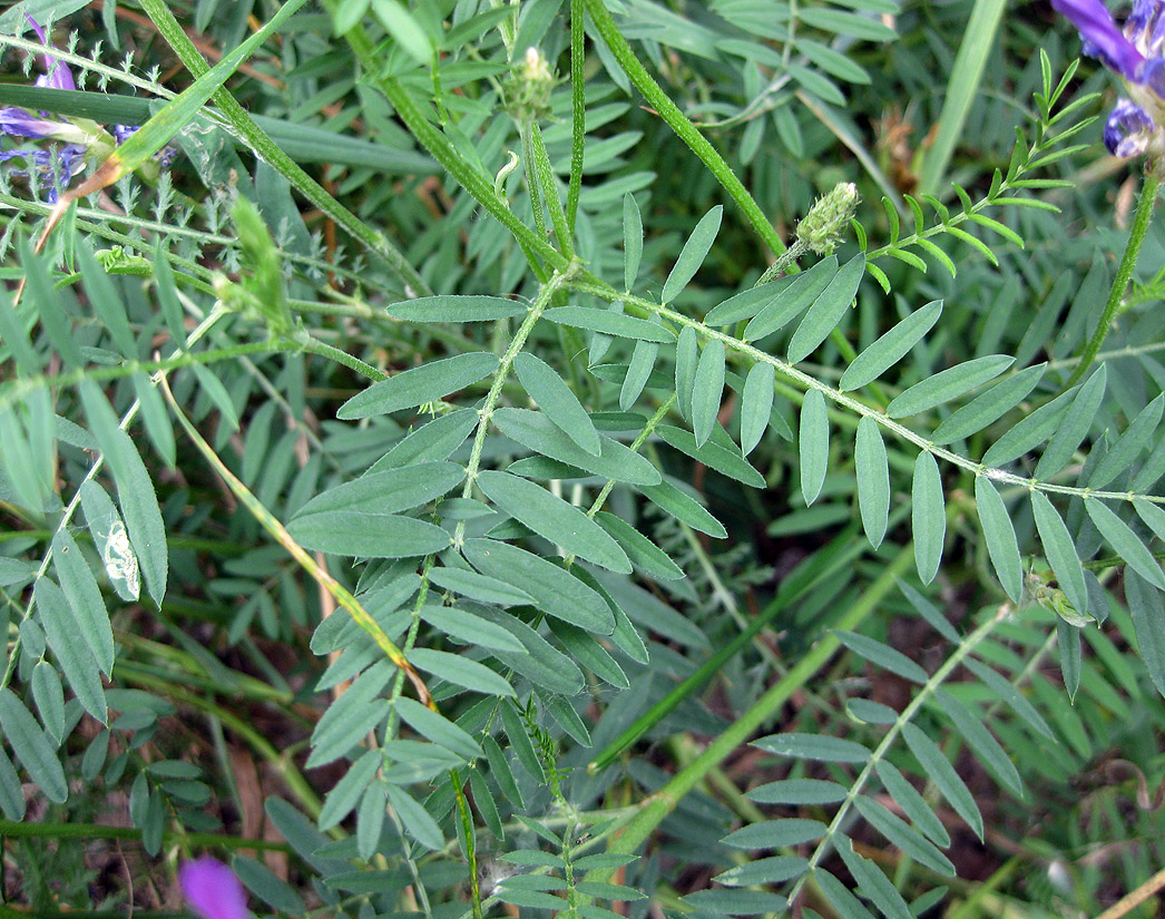 Image of Astragalus onobrychis specimen.