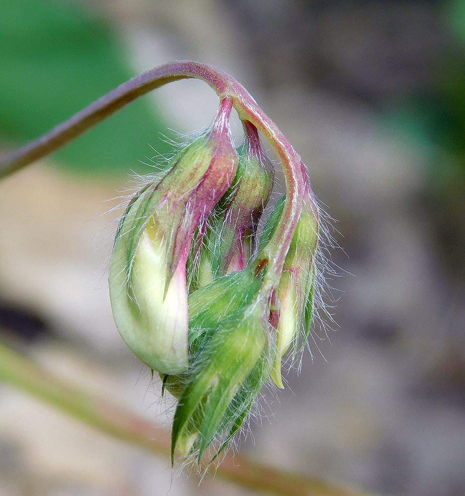 Image of Lathyrus laxiflorus specimen.