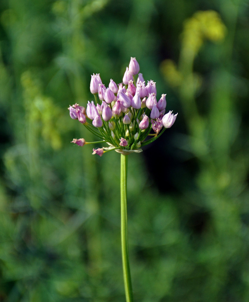 Изображение особи Allium angulosum.