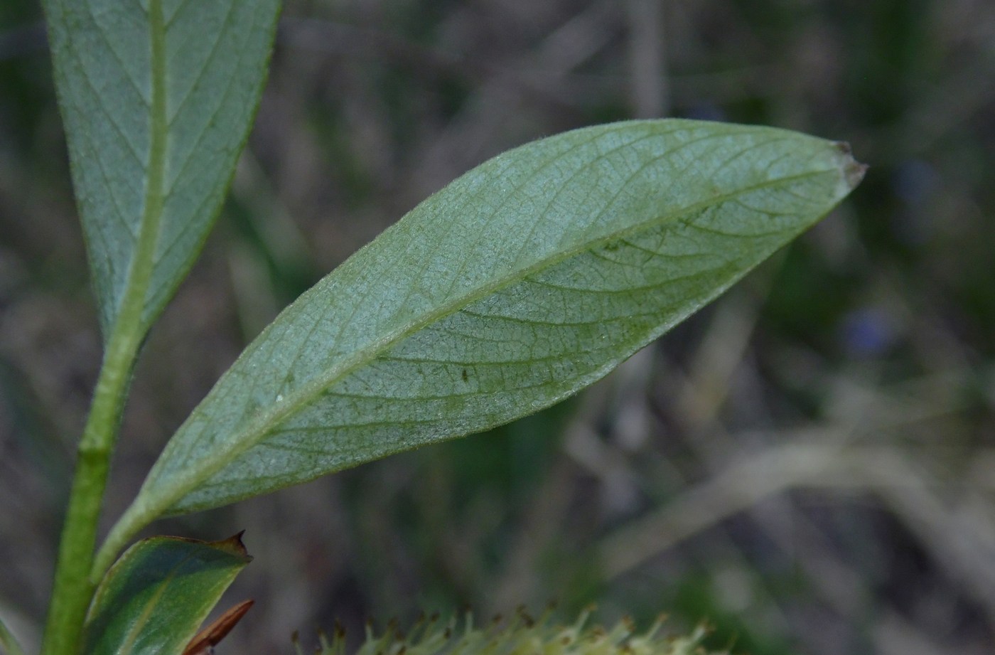 Image of Salix alba specimen.