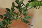 Cytisus arboreus ssp. catalaunicus