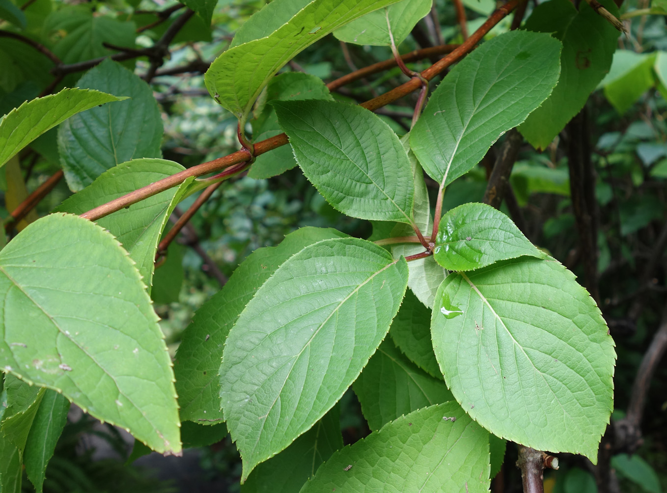 Изображение особи Hydrangea paniculata.