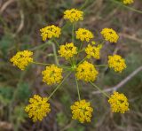 Смотреть изображение Pastinaca sativa
