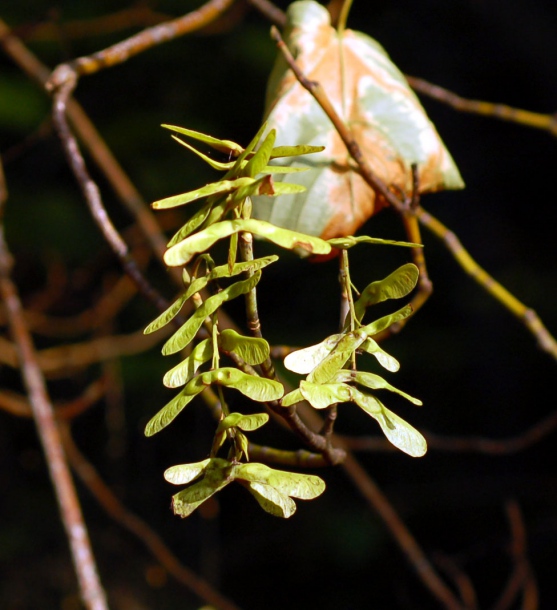 Image of Acer tegmentosum specimen.