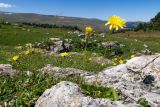 семейство Asteraceae. Цветущие растения. Адыгея, Кавказский биосферный заповедник, Абадзешский перевал, ≈ 2000 м н.у.м., субальпийский луг на месте поздно растаявшего большого снежника. 31.08.2019.