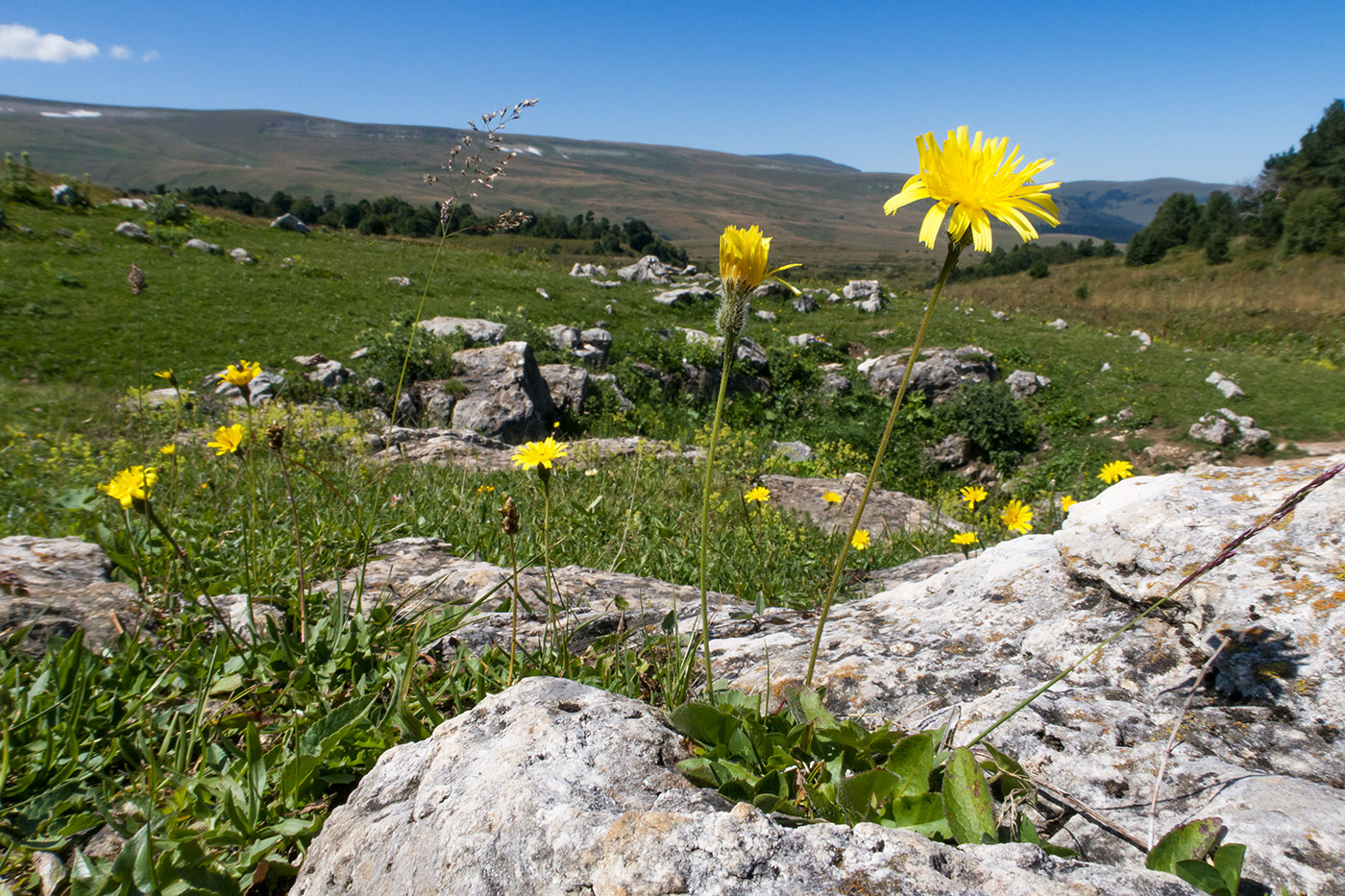 Изображение особи семейство Asteraceae.