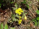 Viola uniflora