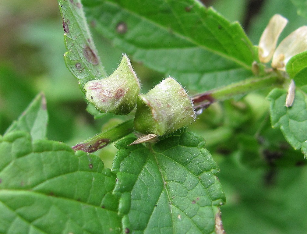 Image of Scutellaria galericulata specimen.