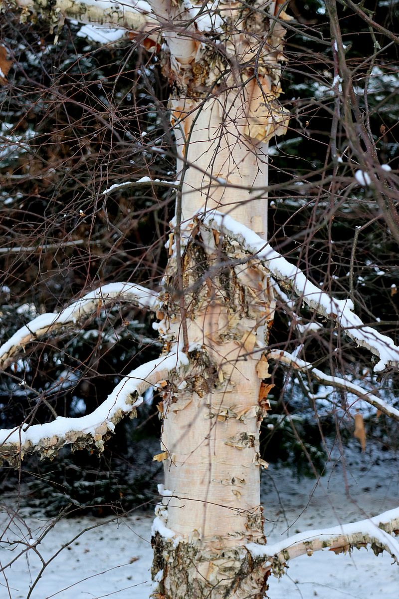 Image of Betula costata specimen.