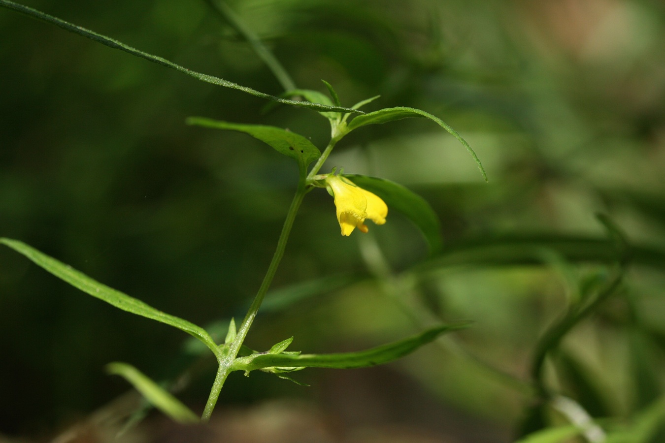 Image of Melampyrum sylvaticum specimen.