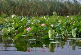 Nelumbo caspica. Цветущие и плодоносящие растения. Астраханская обл., Лиманский р-н, окр. с. Воскресеновка, ерик Семёновский банк, в воде. 21.08.2020.