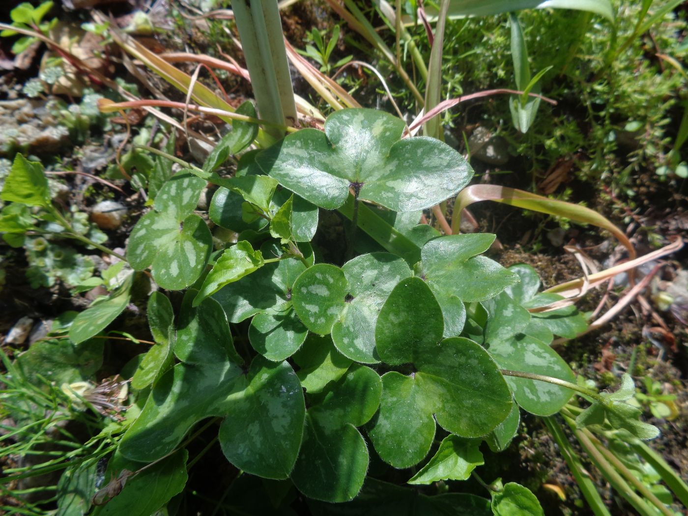 Изображение особи Hepatica nobilis.