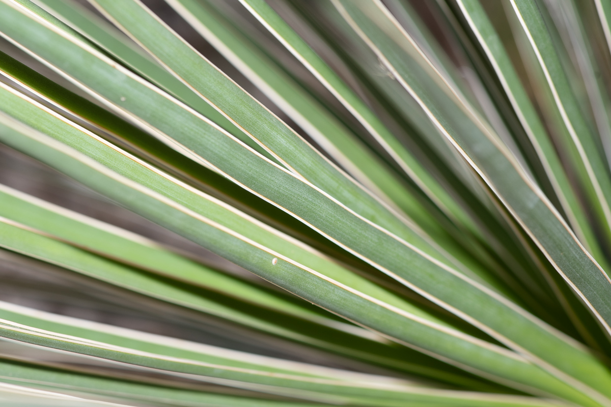 Image of Yucca elata specimen.