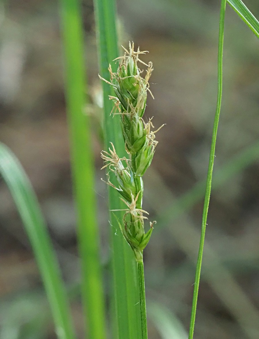 Image of Carex spicata specimen.