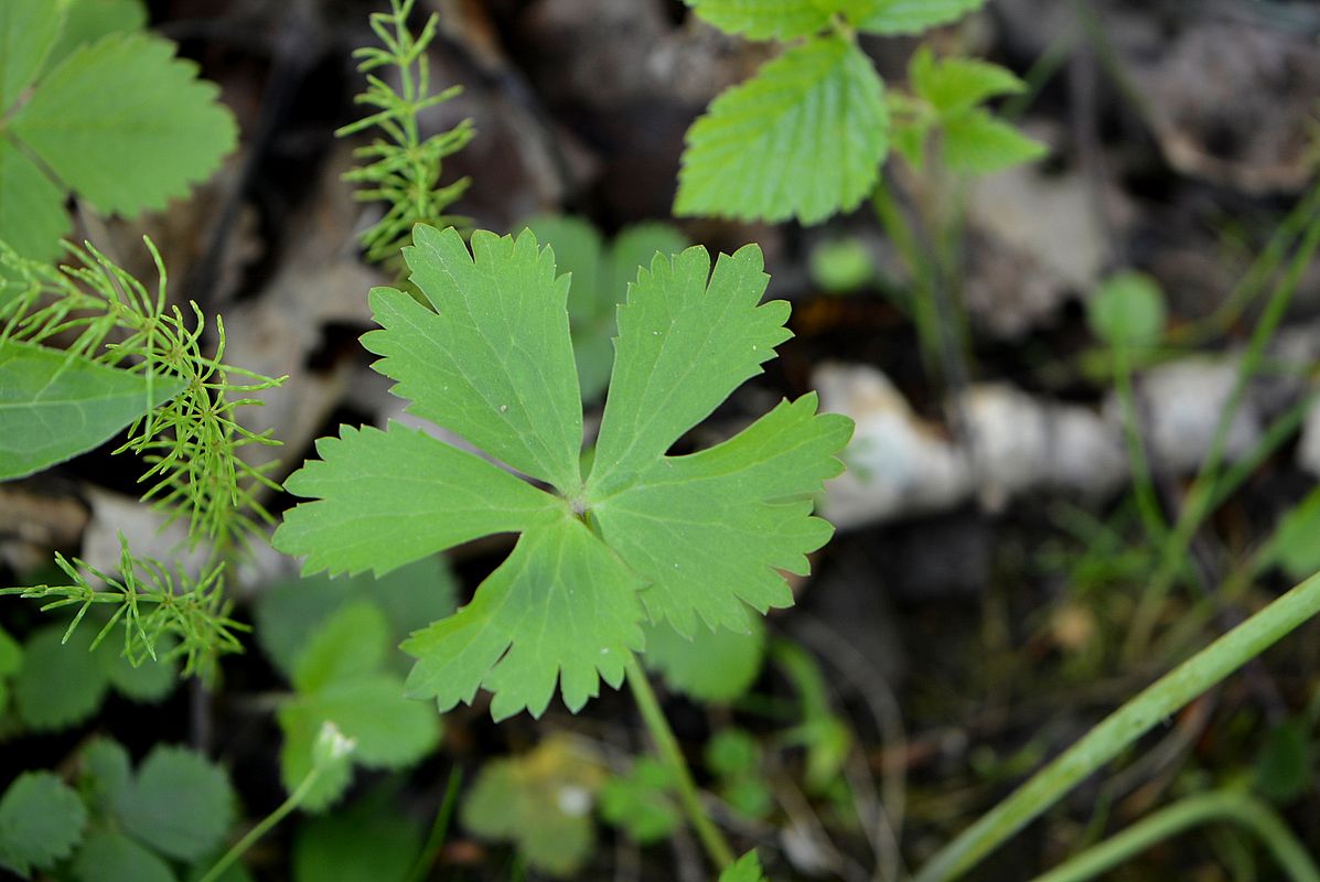 Image of genus Ranunculus specimen.