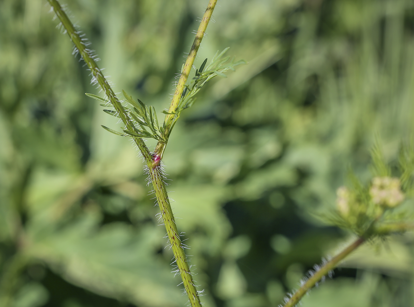 Image of Chaerophyllum prescottii specimen.