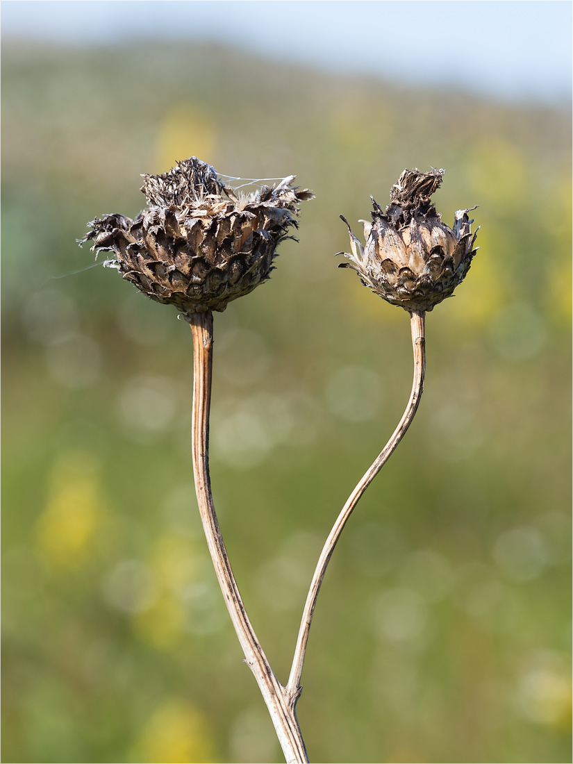 Изображение особи Centaurea scabiosa.