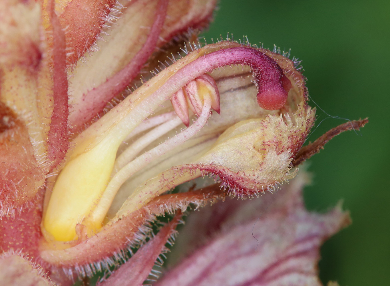 Image of Orobanche alba f. maxima specimen.