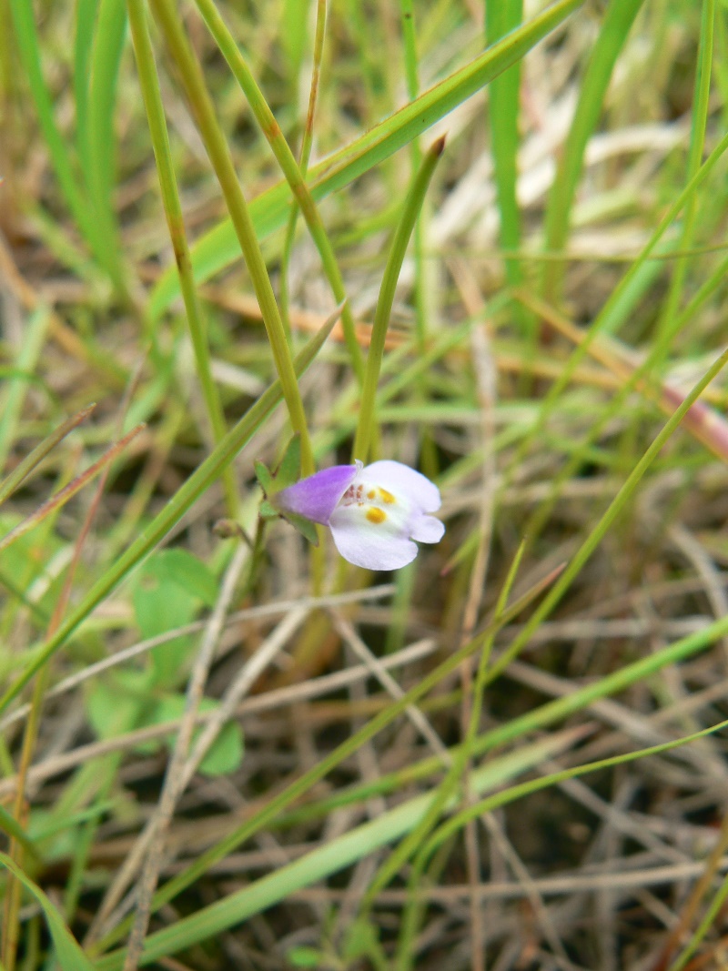 Image of Mazus pumilus specimen.