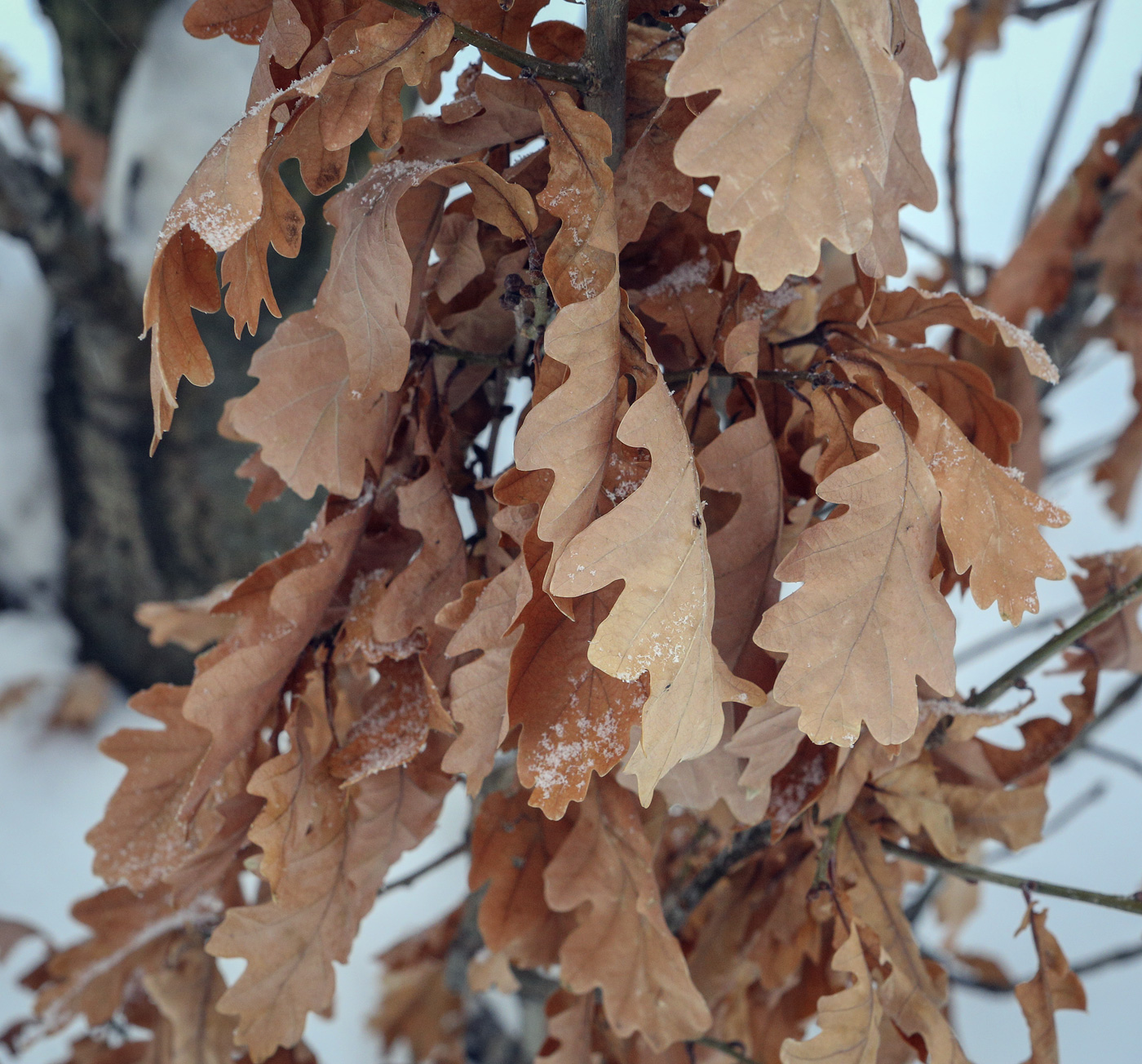 Image of Quercus robur f. fastigiata specimen.