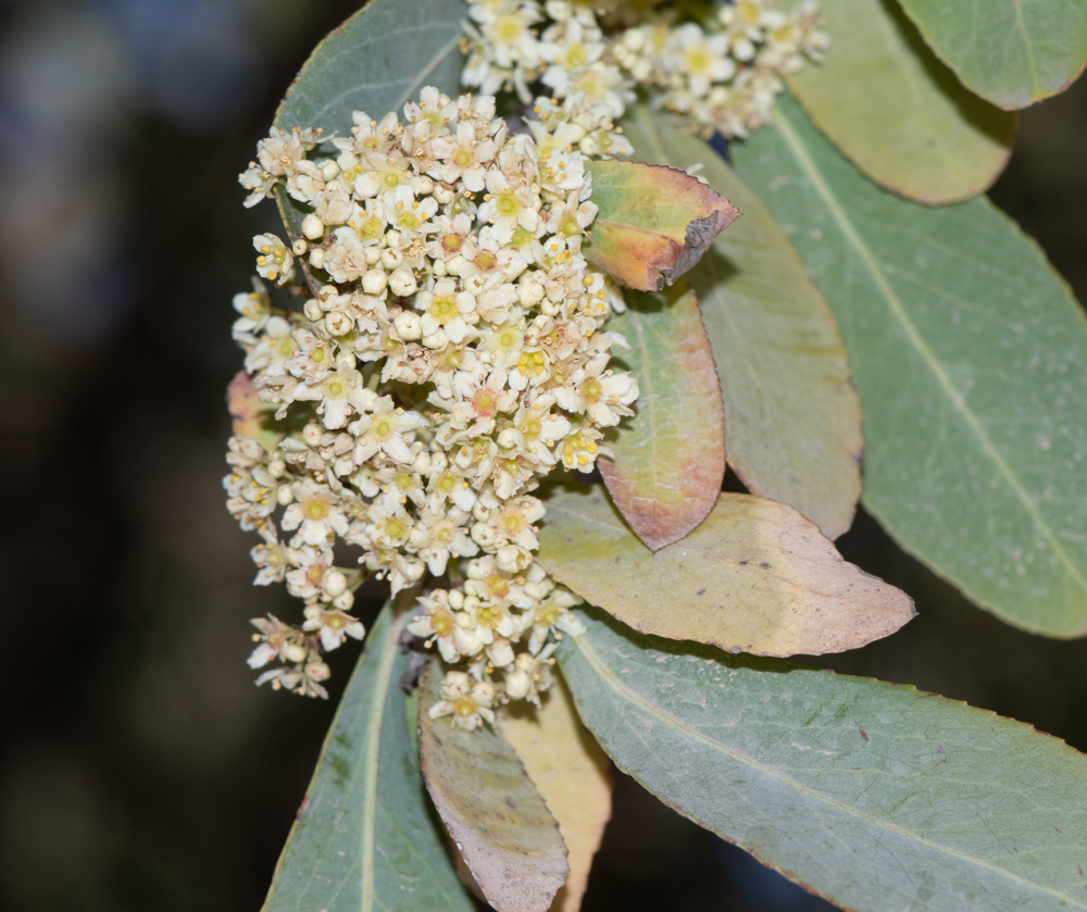 Изображение особи Gymnosporia senegalensis.